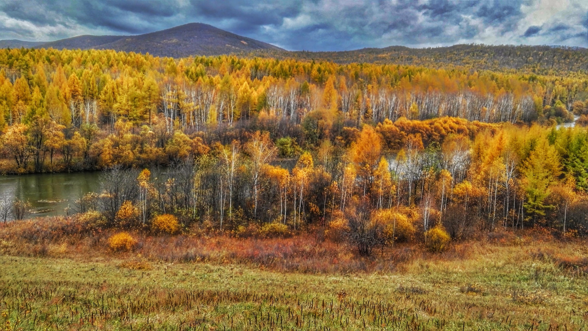 金秋白桦林层林尽染