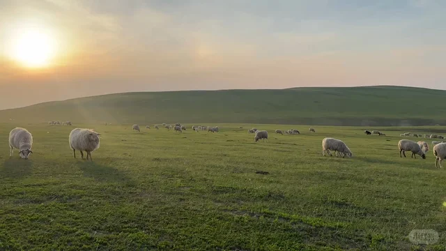 我在呼伦贝尔大草原啦