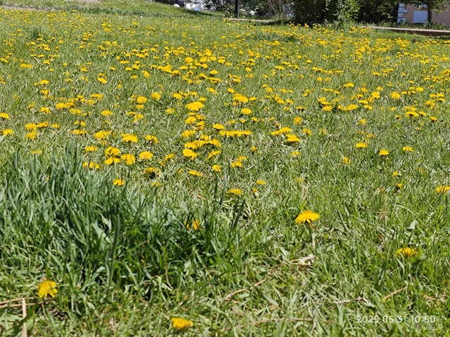 一次净化心灵的草原之行